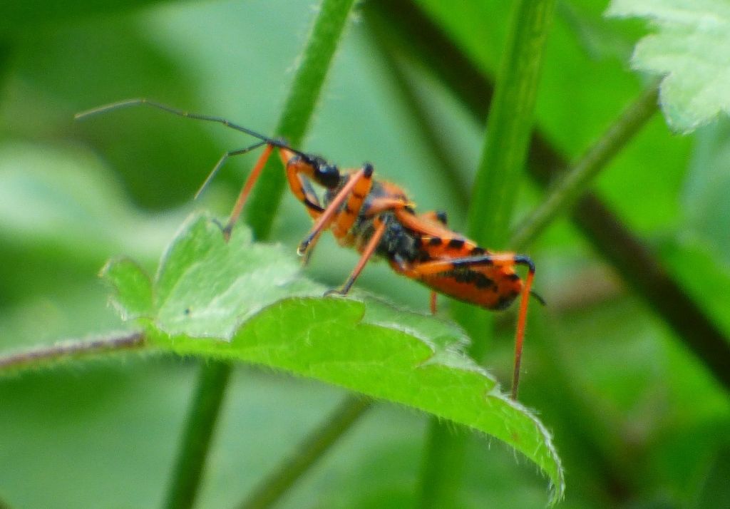 Reduviidae: Rhynocoris da id.